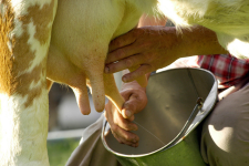 Persona ordeñando a una vaca